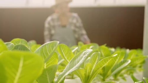 Young female farmer working in hydroponic greenhouse farm