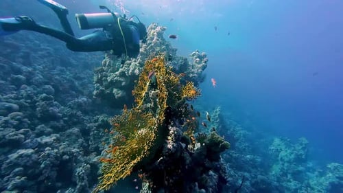 Diver with snorkel kit swimming through coral reef underwater Red Sea Egypt