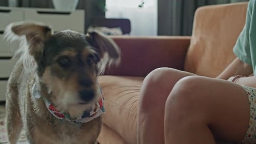 Woman Petted Dog on Sofa Inside Home