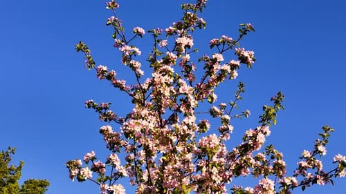 Apple Tree Blossom In Full Bloom Against Blue Sky. - low angle arc shot