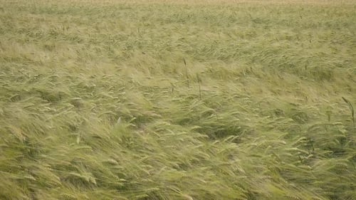 Evening Wheat Field 16