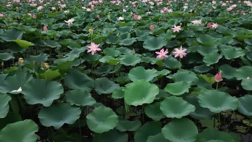 Aerial pan shot of Lotus pond looking beautiful during daytime. Big green leaves.