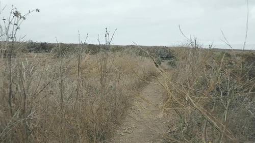 Slow Motion walk through tall grass on pacific coast cliff trail dirt path on overcast summer day. L