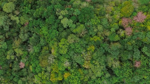 Amazonas-Regenwald in der Luft, Brasilien, dichtes grünes Blätterdach