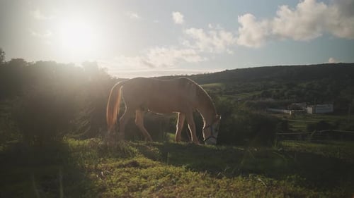 Horse Grazing Peacefully in a Sunny Rural Field