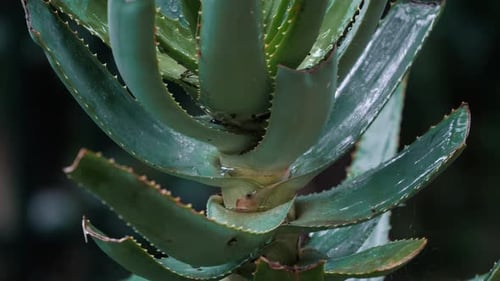 Upward tilt shot of a cactus plant in a green garden during a rain storm. Long lens deep depth of fi
