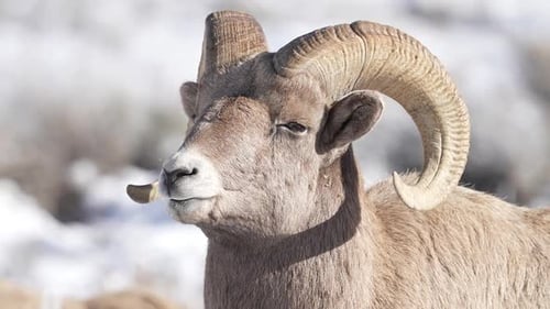 Majestic Bighorn Sheep Close Up in Snowy Wilderness