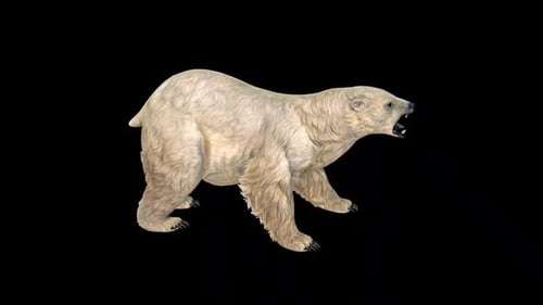 Polar Bear Roar Idle