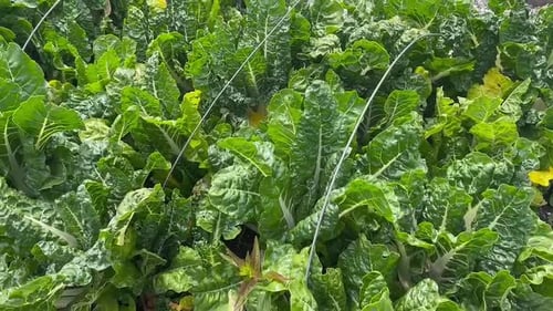 Green chard growing in a raised garden bed.