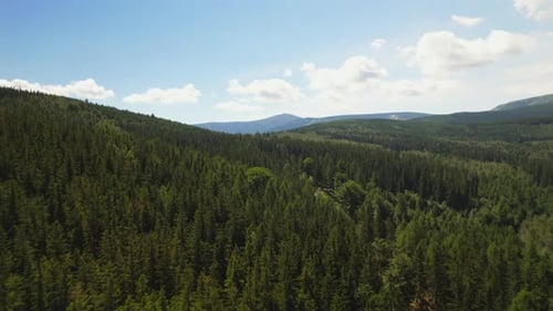 Flying Above The Forest