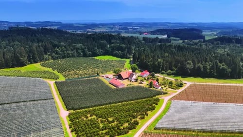 Aufnahmen über dem Ackerland mit Pflanzenfeldern in Reihen.
