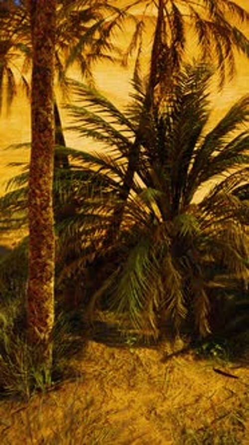 Palms Oasis in the Desert