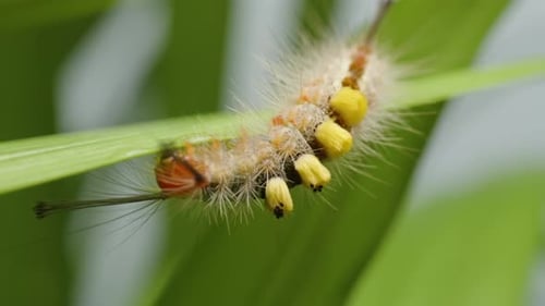 Hairy Caterpillar with Yellow Tufts Crawling Upside Down Along Edge of a Leaf in Macro Close-Up with