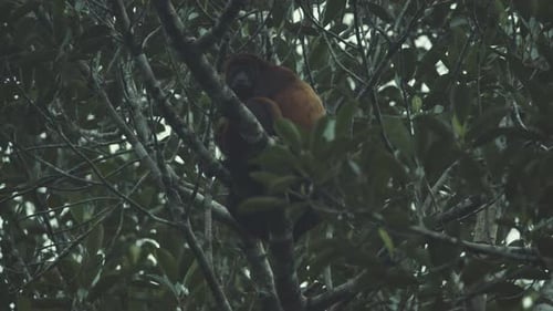 Howler monkey in high tree in South America jungle looking around with dull face and dark eyes