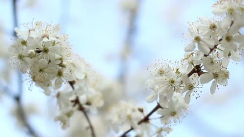 Tree Branches with Flowers in Spring. Two Branches of Blooming Cherry Tree