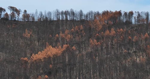Burned forest, Cevennes National park, France