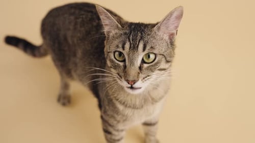 Neugierige Tabby-Katze leckt sich die Lippen auf gelbem Hintergrund