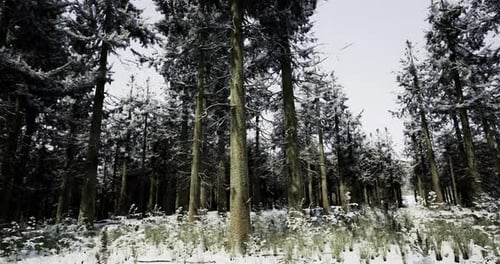 Snow Covered Forest Showcasing Tall Trees in Winter