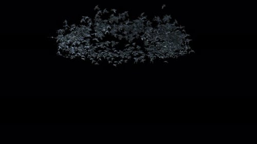 Realistic Swarm of Flying Bats on Black Background