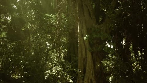 Ancient Woodland with Mosscovered Trunk and Abundant Green Foliage