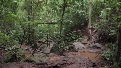 Tropical wild rainforest creek spring between mysterious curved trees. Lush green foliage and river