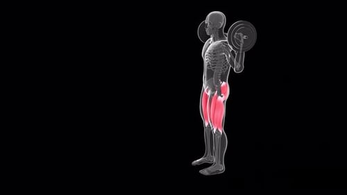 Human skeleton performing barbell squats highlighting active quadriceps muscle group