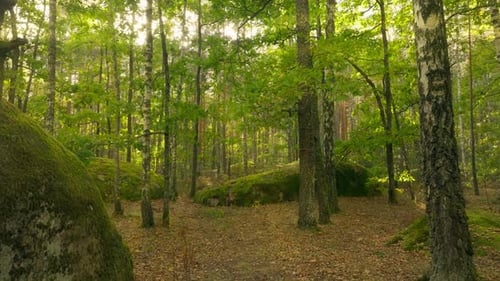 Forest Autumn Nature Sunset Tree Wood Flower Plant Branch