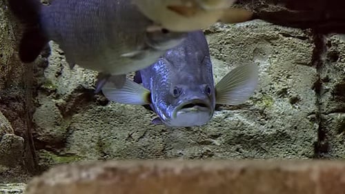 A Mekong Giant Catfish (Pangasianodon gigas) rests and other fish swim. Fixed shot