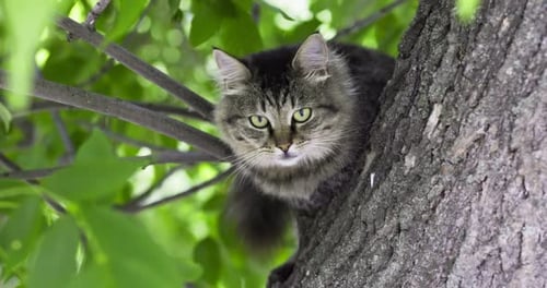 Closeup Shot of Beautiful Gray Cat Sitting on a Tree Branch