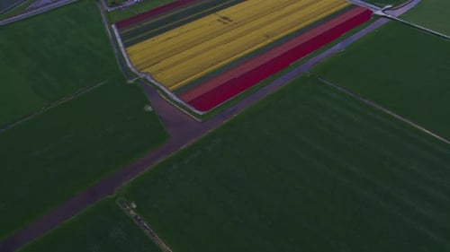 Aerial view of vibrant tulip fields in bloom, Obdam, North Holland, Netherlands.