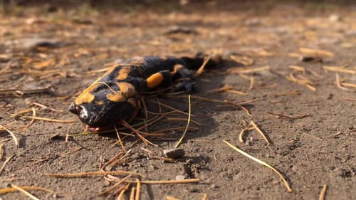 Beautiful Fire Salamander Resting on Forest Ground