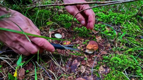 Profile view of collecting mushrooms from soils by using knife.