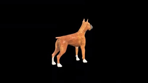 Boxer Dog 3d Model Rotate