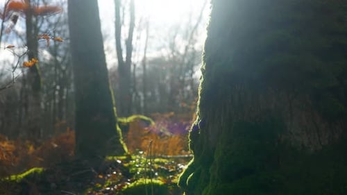 4K Cinematic still shot of a tree covered in moss, in the forest on a sunny day, against sunlight.