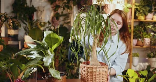 Woman Watering Plant After Transplant Plant Into New Pot Florist Take Care of