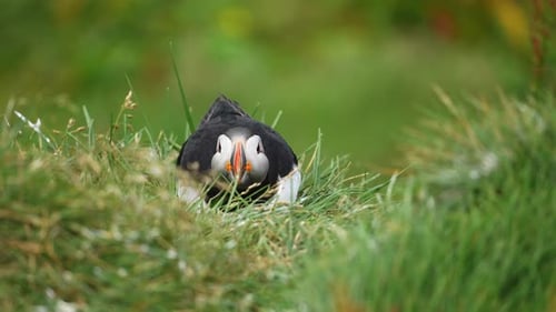 Close Up of Puffin in Green Grass with Subtle Movements in Iceland