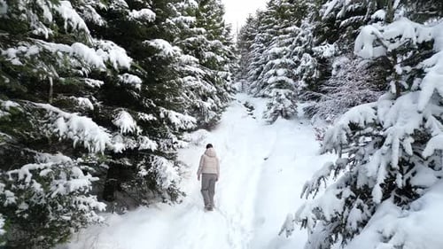 Young Girl Walks Through Serene Winter Snowy Forest Surrounded By Tall Trees Capturing the Peaceful