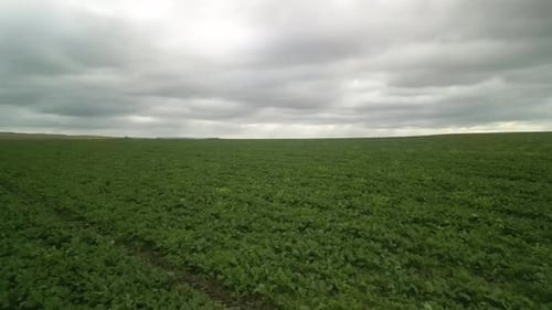 Luftaufnahme des grünen Rapsfeldes in der Ukraine