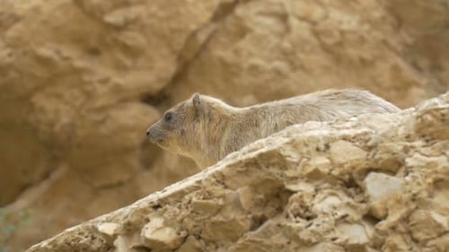 Rock Hyrax de pie sobre una roca