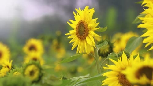 Ernte leuchtend gelber Sonnenblumen in voller Blüte, die sich sanft in der Brise der Landschaft bewegen