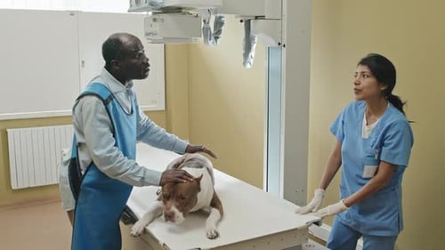 Veterinarian Examining a Dog in X-Ray Room