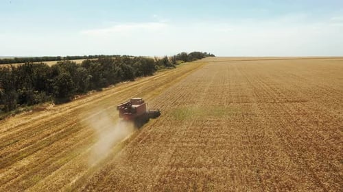 Aerial Drone View Harvester Working in Wheat Field Harvesting Combine Machine Cutting Cultivated