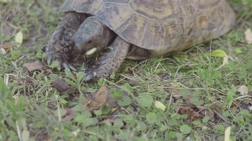 Turtle Eating Vegetables on Grass