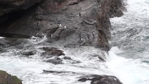 Rockhopper penguin jumps from a cliff