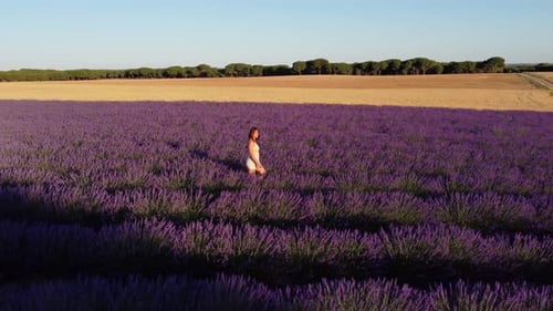 Woman walking through a lavender field, drone view