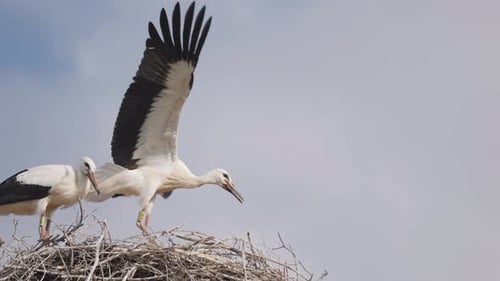 Ein paar Störche im Nest. Einer der Vögel tanzt, springt und schlägt mit den Flügeln. Langsam