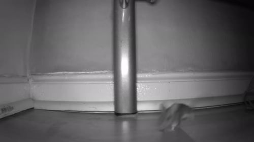 Two mice run past the trail camera.