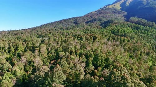 Aerial drone shot of dense forest vegetation in tropical highlands,