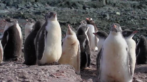 Colonia de pingüinos