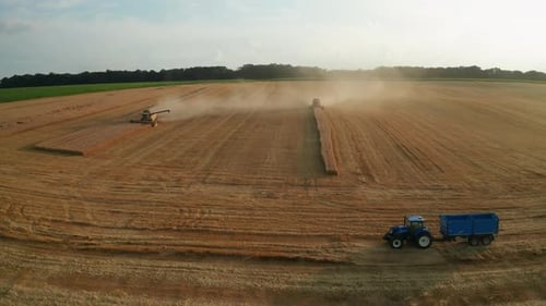 Combine Harvesters Gather Wheat Growing in Farm Field